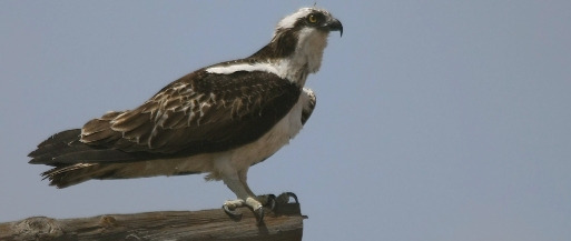 Águila pescadora, Pandion halialetus. Autor: Ricardo Gómez Calmaestra 
