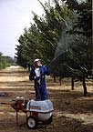 Trabajador fumigando parcela de olmos