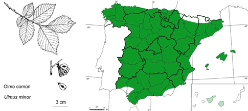 Ilustración con rama, fruto y distribución del olmo común en España