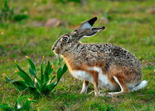 Fotografía de un liebre en el campo. Autor: José Mª Pérez de Ayala. OAPN-MAGRAMA