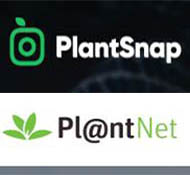 Aplicaciones de plantas: Pl@ntNet y PlantSnap