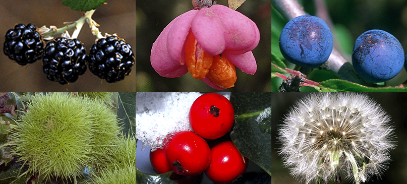 Frutos de los Parques Nacionales