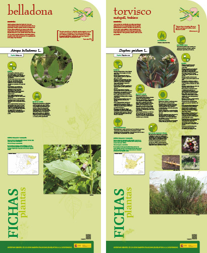 Fase II. Panel 7. Fichas de plantas: belladona - torvisco