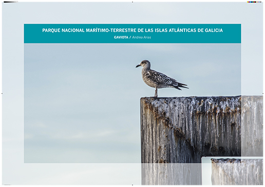 Islas Atlánticas de Galicia. Gaviota / Andrea Arias