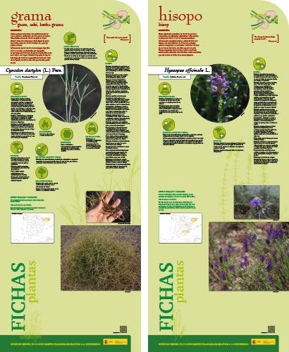 Fase II. Panel 14. Fichas de plantas: grama - hisopo
