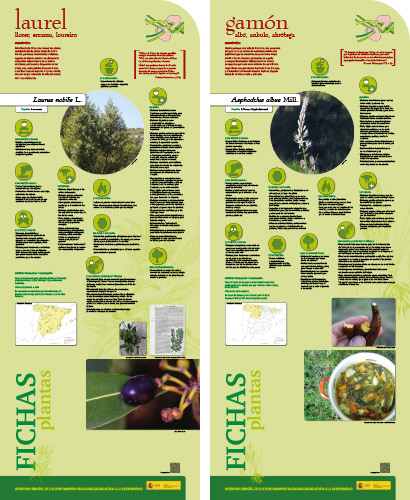 Fase II. Panel 19. Fichas de plantas: laurel - gamón