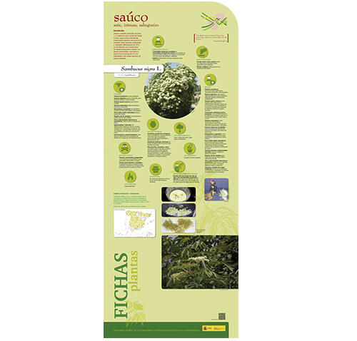 Fase I. Panel 5. Ficha de planta: saúco