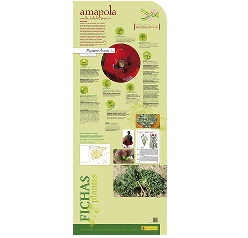 Fase I. Panel 9. Ficha de planta: amapola