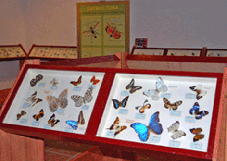 Exposición "Los Insectos"