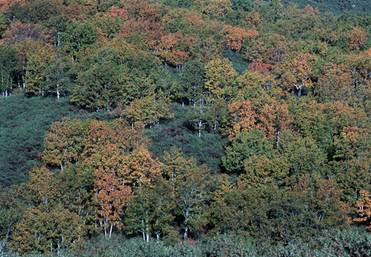 Un paseo por el bosque de Valsaín - Robledal en otoño