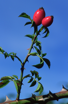 Escaramujo, fruto del rosal silvestre