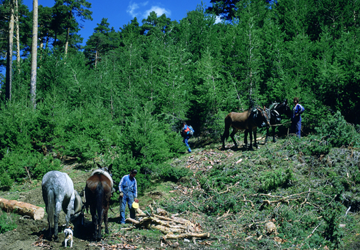 Trabajos forestales