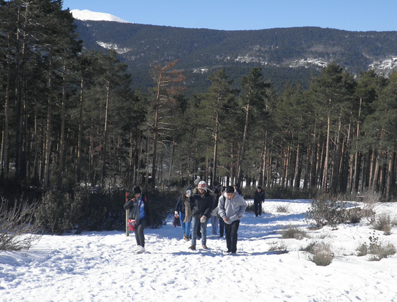 Los participantes en el programa realizan el recorrido por el pinar nevado