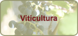 La viticultura en tiempos de cambio climático: el ejemplo de Bodegas Torres