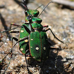 Cicindela campestre [A. Hurtado Hernández]