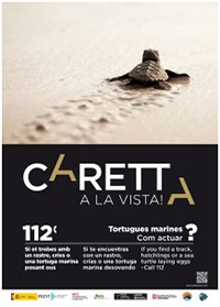 Tortugas marinas: ¿Cómo reconocer un rastro? ¿Cómo actuar si encuentras una tortuga marina? ¿Qué hacer si encuentras crías de tortuga?