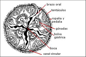 Fisiología de una medusa - www.hydronauta.com