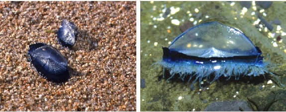 Izquierda: Velella velella en la arena – Ministerio de Medio Ambiente, y Medio Rural y Marino; Derecha: Velella velella – Steve Trewhella