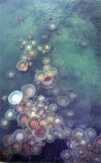 Proliferaciones de medusas. La documentación gráfica cedida amablemente por la Agencia Catalana del Agua, C. Carré, G. Muñoz, D. Diaz, J.M. Gili, I. Franco y F. Pagès