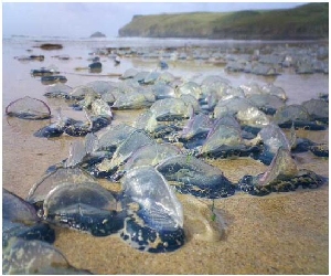 Proliferación de Velella velella – Jonathan Smith