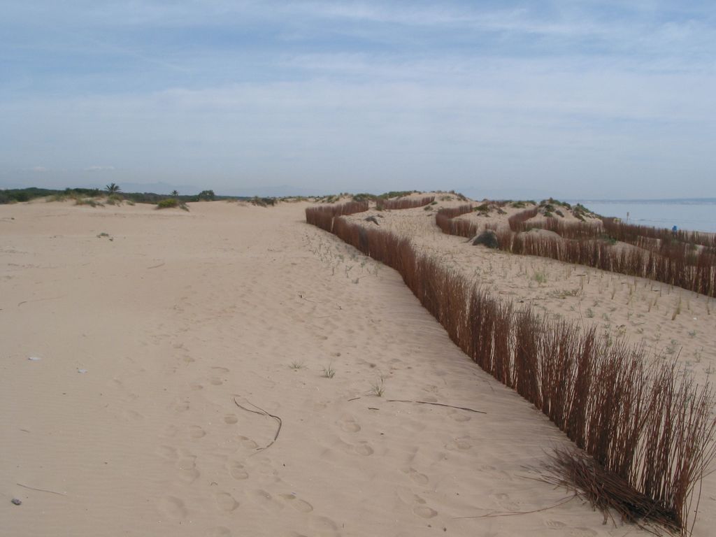 Restauración del ecosistema dunar de Guardamar del Segura, tramo desembocadura del río Segura-playa de La Marina