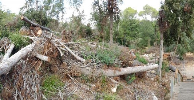 Proyecto de eliminación del alto riesgo de incendio y de reparación de los daños ocasionados por el tornado de abril de 2017 en las fincas adscritas al dominio público marítimo-terrestre de Santa Ana y Navidaleta (Ciudadella, Menorca)