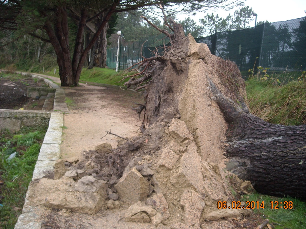 A Toxa. Rotura de un tramo de senda por arrancamiento de un árbol de grandes dimensiones