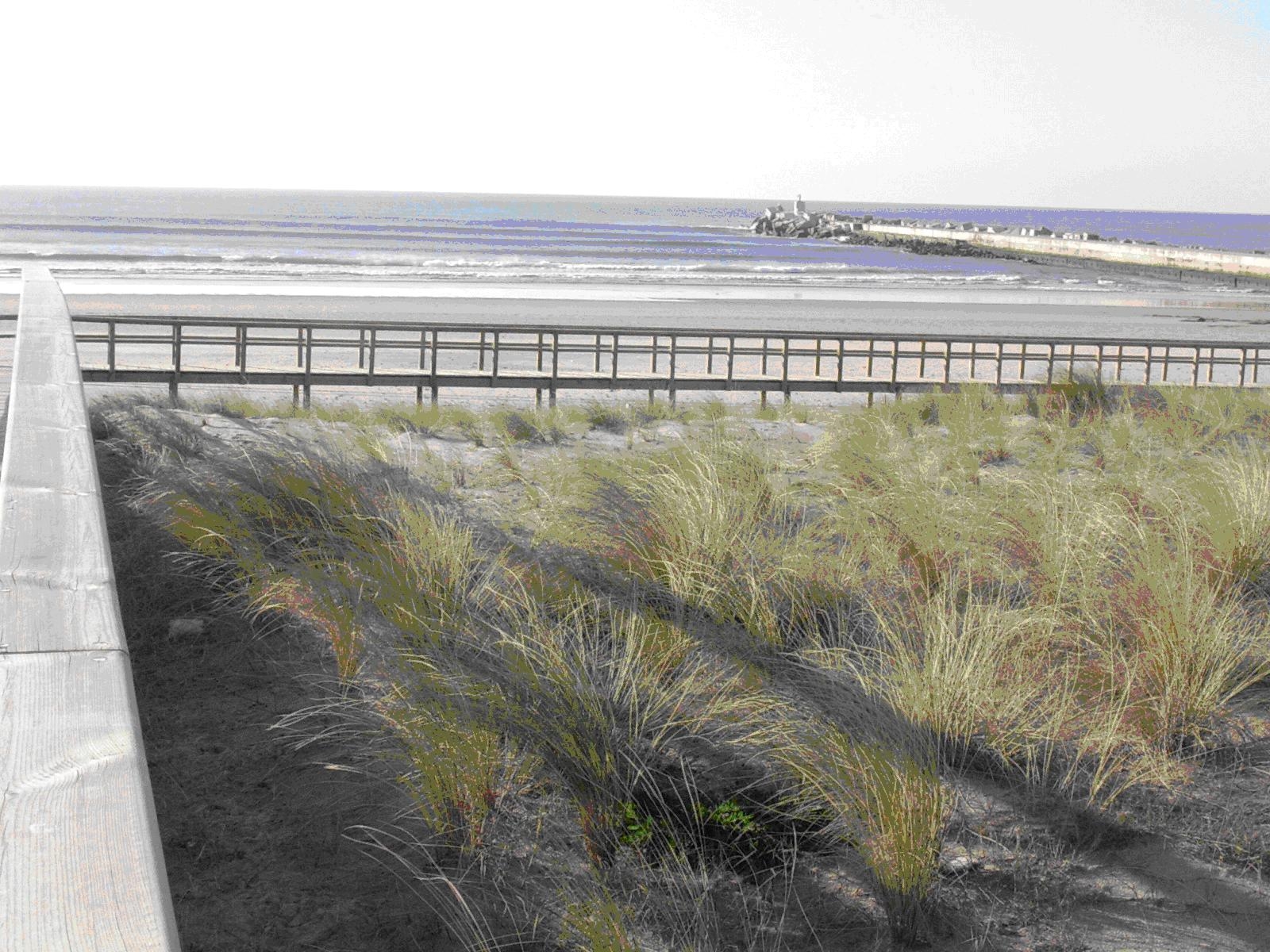 Recuperación ambiental playa Salinas