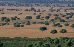 Parque Nacional de Cabañeros. La Raña. Foto: V. García Canseco.