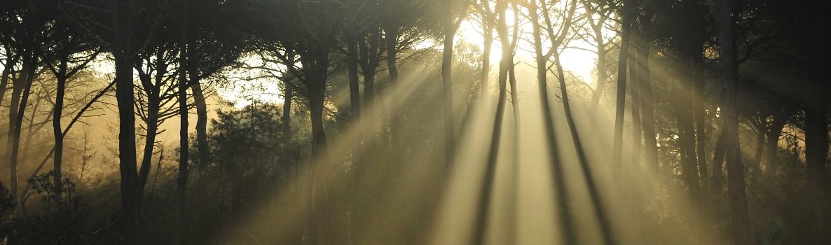 Imagen del Parque Nacional de Doñana