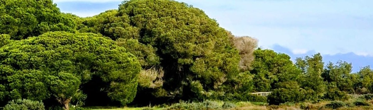 Imagen del Parque Nacional de Doñana