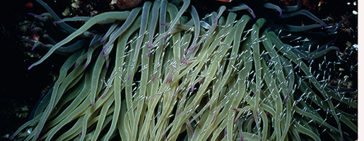 Tentáculos anémona de mar junto a pececillos. ZOEA. Fototeca CENEAM