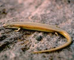 Eslizón ocelado (Chalcides ocellatus)