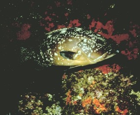 Mero (Epinephelus marginatus)