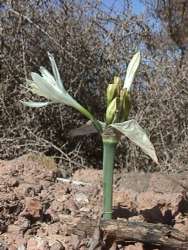 Pancratium foetidum