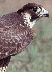 Halcón peregrino (Falco peregrinus)