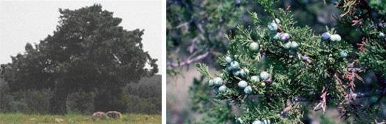 Juniperus thurifera, porte - Gálbulos, acículas