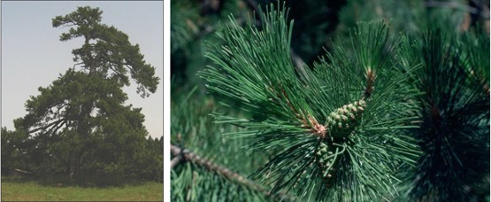 Pinus nigra, porte - Detalle con acículas y piñas