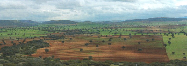 Tierras cultivadas con encinas dispersas