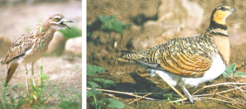 Alcaraván (Burhinus oedicnemus) - Ganga (Pterocles alchata)