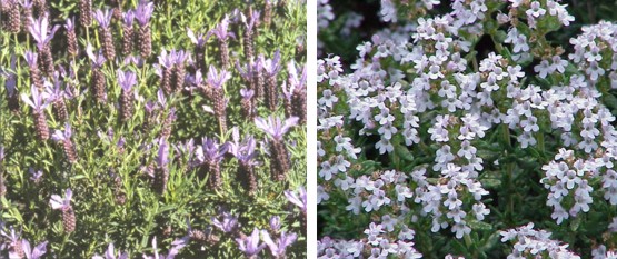 Cantueso (lavandula stoechas) - Tomillo (Thymus vulgaris)