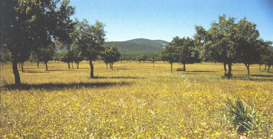 Raña en primavera