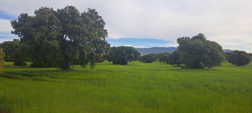 Finca de casablanca