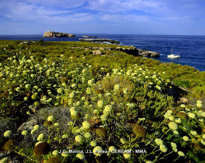 Hinojo marino (Crithmum maritimum). Es un planta de distribucion mediterránea que tapiza algunos islotes del Archipiélago. Es comestible y tiene un alto contenido en yodo y vitmina C.