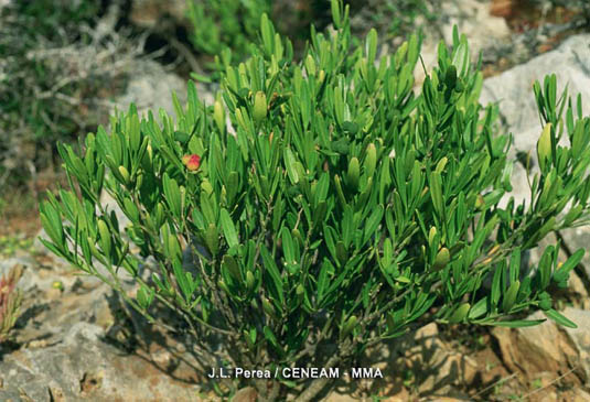 La olivilla (Cneorum tricoccon), tiene predilección por los lugares calizos cercanos al mar.
