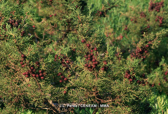 Sabina negral (Juniperus phoenicea) con frutos. Este arbusto puede vivir desde el nivel del mar hasta los 1.400 metros de altura.