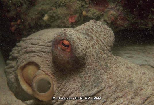 Los pulpos (Octopus vulgaris) son abundantes en los fondos marinos del parque nacional.