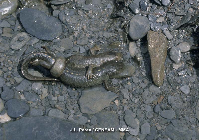 El tritón pirénaico (Euproctus asper), es un anfibio endémico de los Pirineos. Vive en lagos y torrentes de aguas claras y fuertemente oxigenadas.