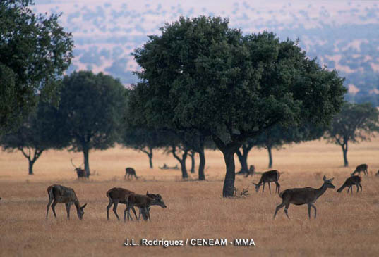 Los ciervos (Cervus elaphus) son los mamíferos más abundantes y fáciles de observar en Cabañeros, sobre todo en la época de la berrea.