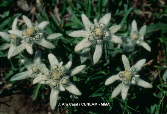 El Edelweiss (Leontopodium alpinum) actualmente es una planta protegida, debido a la recolección indiscriminada que se ha hecho de ella hasta no hace mucho tiempo. Vive entre los 1.700 y 2.500 de altura.